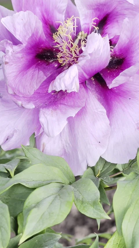 Vertical Lavender Tree Peony Flower Slow Motion 4K HDR Видео 334862568