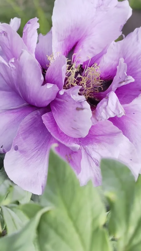 Vertical Lavender Tree Peony Flower Slow Motion 4K 库存影片 334862613