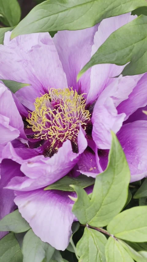 Vertical Lavender Tree Peony Flower 4K Slow Motion 動画素材 334863165