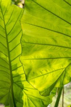 Vertical Layers of Backlit Tropical Elephant Ear Leaves Stock Photos