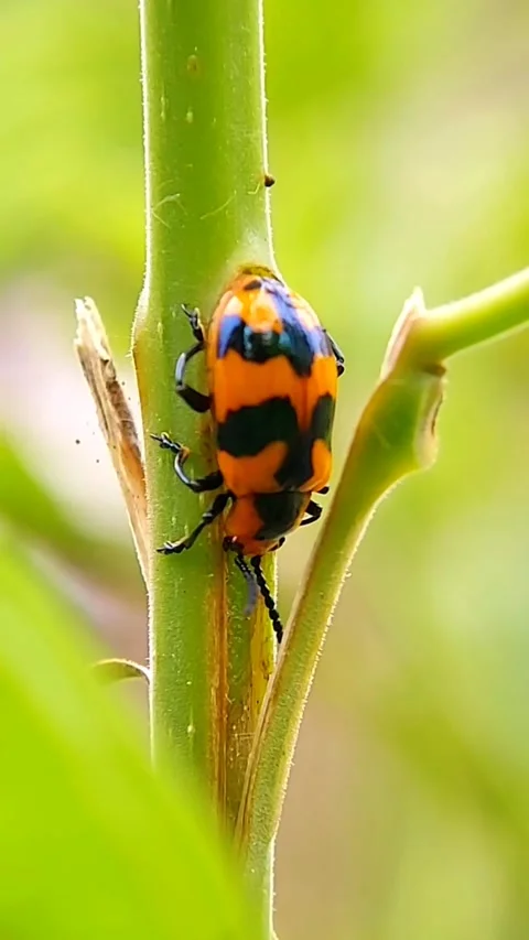 Vertical Leaf Beetle (Chrysomelidae) Climbing Stem 2K Slow Motion Stock Footage 346233294