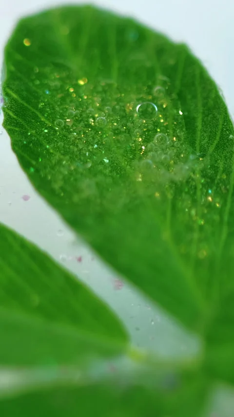Vertical leaf drop glowing gel green oil herbal Stock Footage 288272997