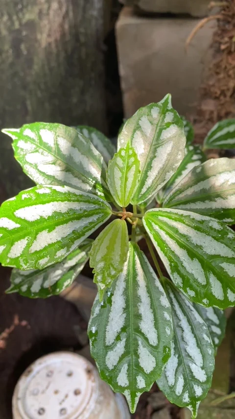 Vertical leaves Stock Footage 330575777