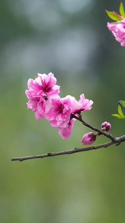 Vertical Light Breeze on Two Pink Peach Blossoms Stock Footage 331421766
