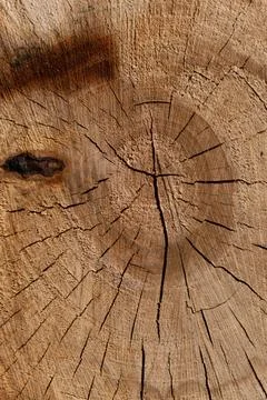 Vertical Light Tree Trunk Cross Section Texture Background Stock Photos