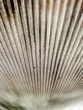 Vertical lines Stock Photos