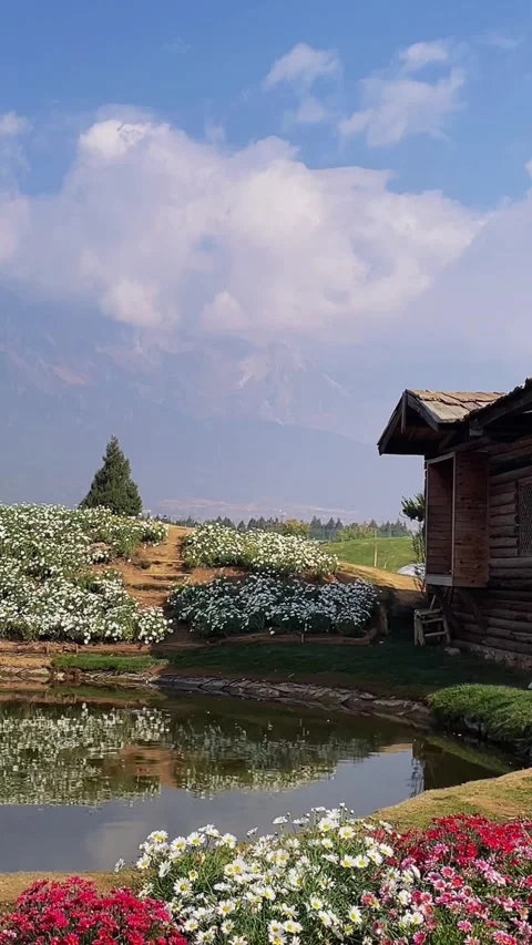 Vertical Log Cabin And Flower Garden Under Snow Mountain Stock Footage 334016298