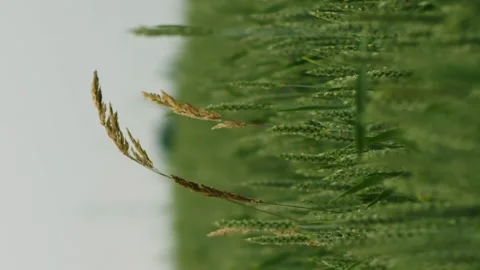 Vertical lonely dry stem of grass  in a green field of unripe wheat at sunset Stock Footage 246957636