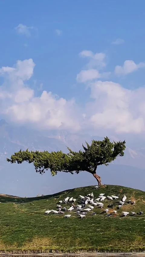 Vertical Lonely Tree and Pigeons in ShangriLa Highlands 库存影片 332687929