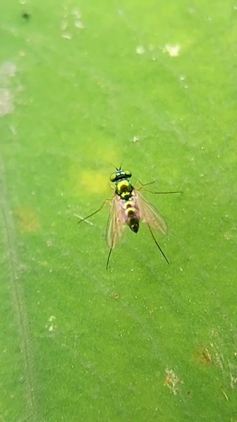 Vertical Long-legged Fly (Dolichopodidae) Flying Off Leaf 4K Stockbeeldmateriaal 346229156