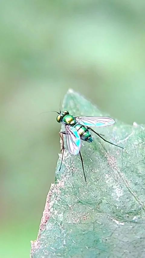 Vertical Long-legged Fly (Dolichopodidae) Resting on Leaf 4K Slow Motion Stock Footage 346230457