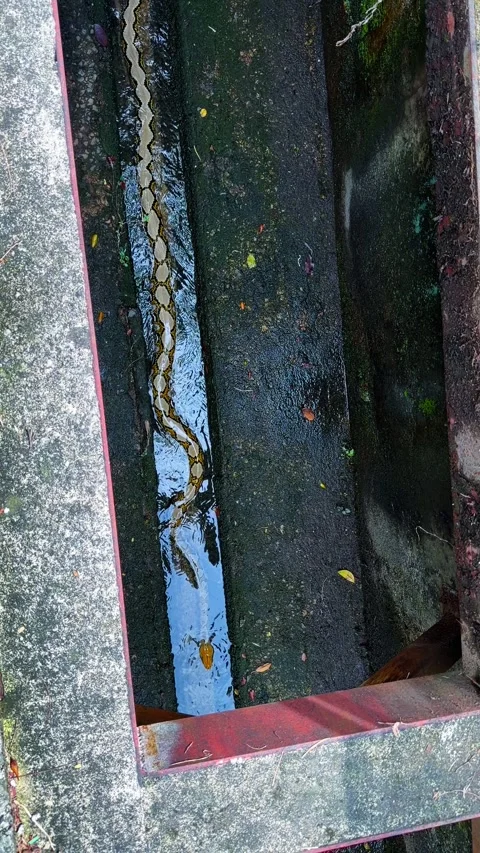 Vertical - Long Reticulated Python Crawling In Narrow Concrete Gutter With Stock Footage 333705803