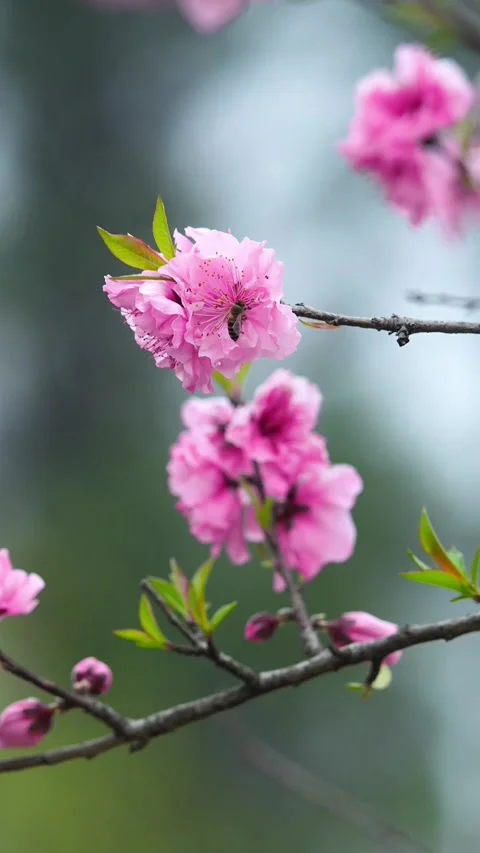 Vertical Long Shot of Bee Landing on Pink Peach Blossom to Collect Nectar Stock Footage 331482595