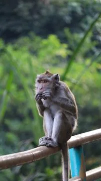 Vertical Long-Tailed Macaque Monkey Sitting on Railing Stock-Fotos