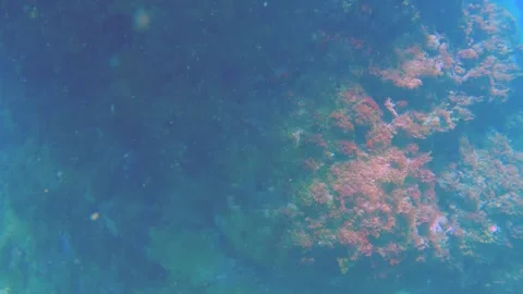 Vertical look up pane view from bottom seabed coral rock formation to larger hug Stock Footage 252953068
