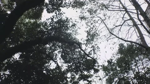 Vertical look up pane view of close up of a wet dark plant and black leaves and  스톡 동영상 236229835