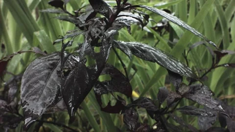 Vertical look up pane view of close up of a wet dark plant and black leaves and  Stock Footage 236229861