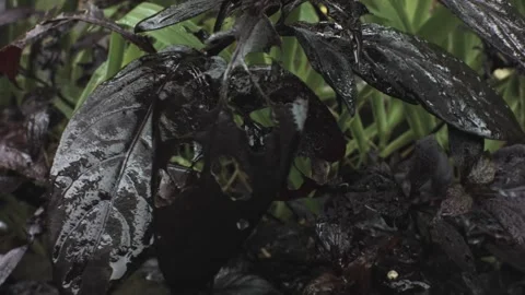 Vertical look up pane view of close up of a wet dark plant and black leaves and  Video stock 236229872