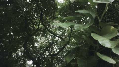Vertical look up pane view of a parasitic plant on a tree with flourish tropical Stock Footage 236239567