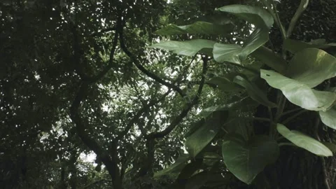 Vertical look up pane view of a parasitic plant on a tree with flourish tropical Stock Footage 236292688