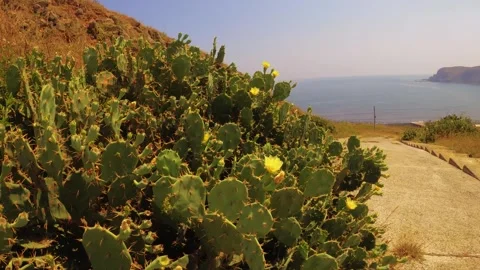 Vertical look up view to abundant wild grown cactus and yellow flowers on a dese Stock Footage 242330136
