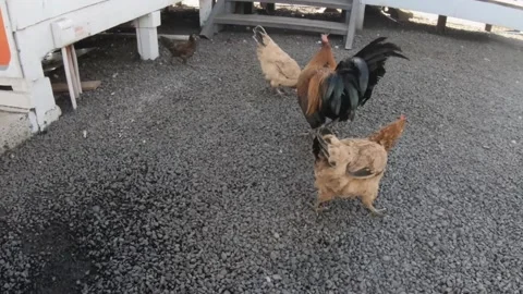 Vertical look up view of freely running around wild roosters cock hens chickens  Video stock 237621763
