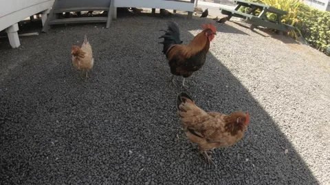 Vertical look up view of freely running around wild roosters cock hens chickens  Stock Footage 237621857