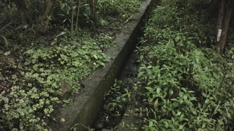 Vertical look up view of a narrow small trench ditch with various overgrown trop Stock-Footage 236238676