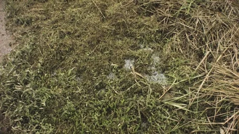 Vertical look up view of trimmed withered grass bushes in gloomy cloudy raining  Stock Footage 236289498