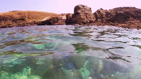 Vertical look up view from underwater with blue lavender finger branching Stagho Stock Footage 242326894