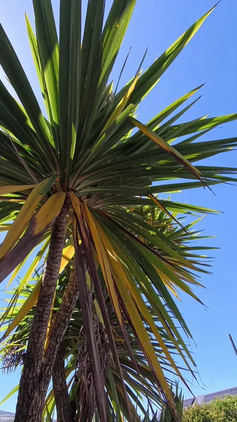 Vertical looking up at tropical palm tree leaves under paradise blue sky travel Stock Footage 337442776