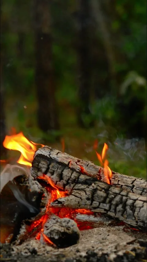 Vertical Loop of Campfire Burning in Forest 库存影片 342284334