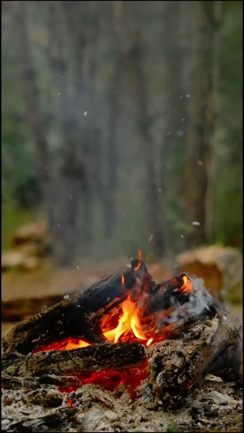 Vertical Loop of Campfire Burning in Forest Stock Footage 342505448