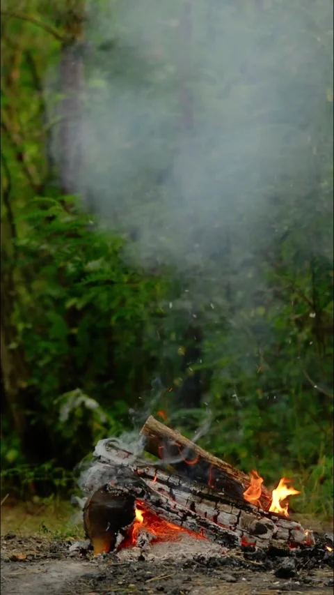 Vertical Loop of Campfire Burning in Forest with Real Sound Video stock 342505558