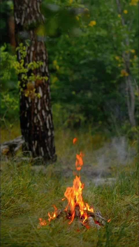 Vertical Loop of Campfire Burning in Forest with Audio Stock-Footage 342788037