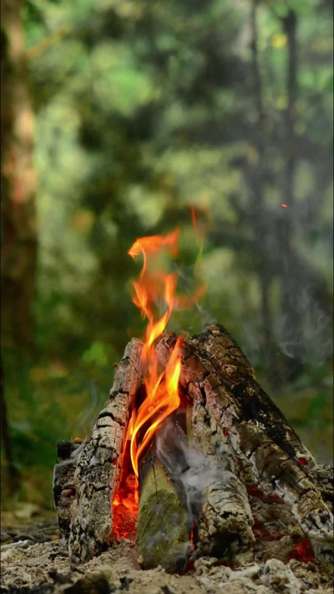 Vertical Loop of Campfire Burning in Pine Forest 库存影片 342284335