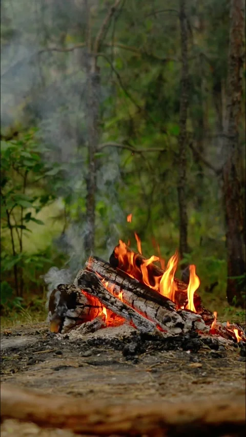 Vertical Loop of Campfire in Forest with Crackling Audio Vídeos de archivo 342505529