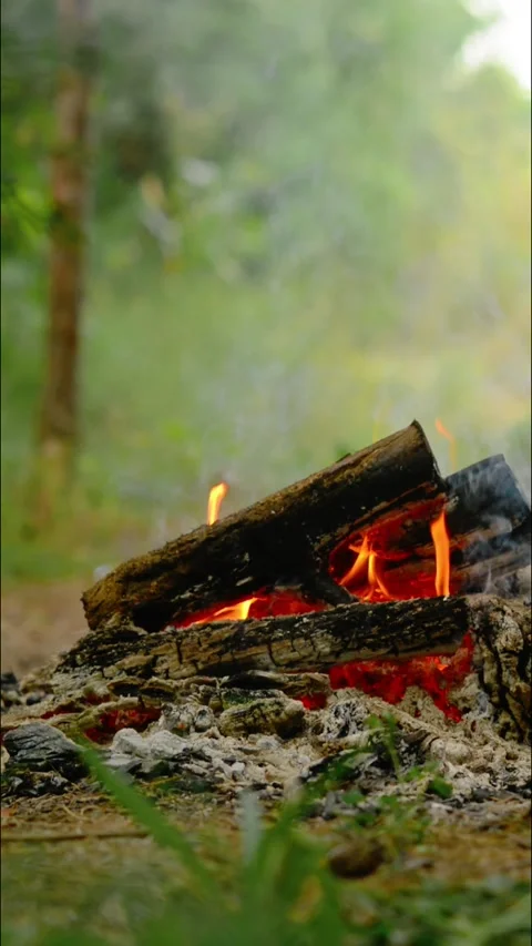 Vertical Loop of Campfire in Green Forest 库存影片 342505456