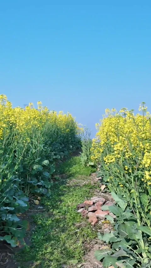 Vertical Low Angle Cinematic Movement on Path through Yellow Flower Fields Stock Footage 331615782