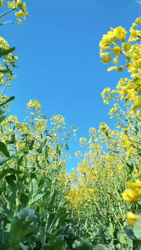Vertical Low Angle Close-up Looking up through Yellow Rapeseed Flowers Stock Footage 331687293