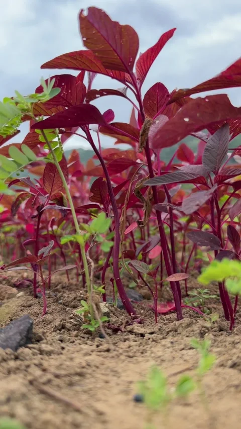 A vertical low angle close view focuses on red amaranth stems and leaves Stock Footage 327654768