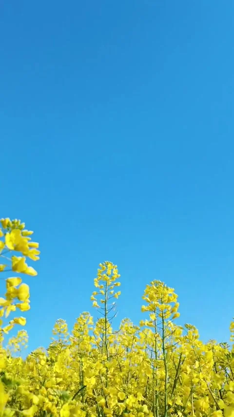 Vertical Low Angle Close-up of Yellow Rapeseed Flower against Blue Sky Video stock 331615925