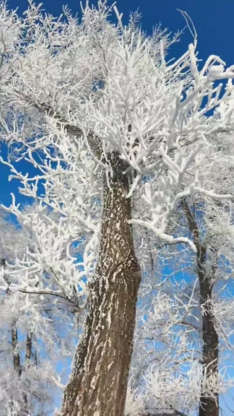 Vertical Low-Angle Looking Up at Intricate Rime-Ice Frozen Branches Against Stock Footage 328274491