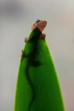 A vertical low angle macro closeup shot of a tiny brown gecko lying on a gree Foto stock