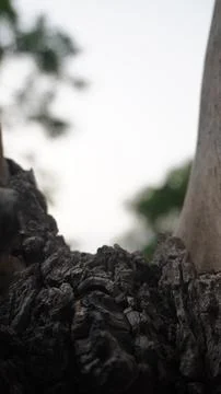 Vertical Low Angle Macro Shot of Craggy Dark Rough Tree Bark Base Stock Photos