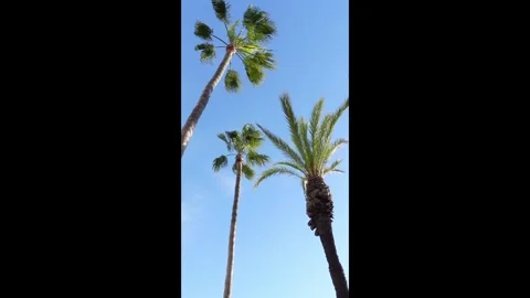 Vertical low angle of palm trees against blue sky Stock Footage 301367962