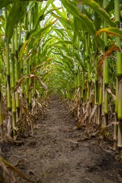 Vertical low angle shot of corn field between the crop Stock Photos