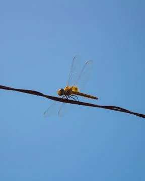 Vertical low angle shot of a Dragonfly on a thin rope on clear sky background Fotos de archivo