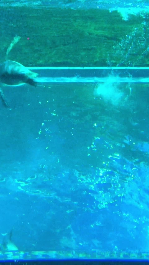 Vertical, low angle shot of Gentoo penguins swimming fast and freely underwater. Stock Footage 337142963