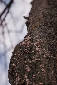 Vertical low angle shot of a group of tiny fungi growing on a tree stem Foto stock